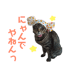 仲良し猫のロコモコとチヂミ【関西弁】（個別スタンプ：18）