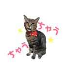 仲良し猫のロコモコとチヂミ【関西弁】（個別スタンプ：19）