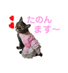 仲良し猫のロコモコとチヂミ【関西弁】（個別スタンプ：21）