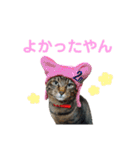 仲良し猫のロコモコとチヂミ【関西弁】（個別スタンプ：23）