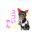 仲良し猫のロコモコとチヂミ【関西弁】（個別スタンプ：24）