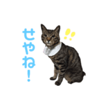 仲良し猫のロコモコとチヂミ【関西弁】（個別スタンプ：25）