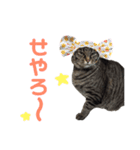 仲良し猫のロコモコとチヂミ【関西弁】（個別スタンプ：26）