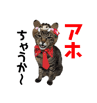 仲良し猫のロコモコとチヂミ【関西弁】（個別スタンプ：28）