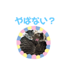 仲良し猫のロコモコとチヂミ【関西弁】（個別スタンプ：29）