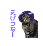仲良し猫のロコモコとチヂミ【関西弁】（個別スタンプ：31）