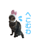 仲良し猫のロコモコとチヂミ【関西弁】（個別スタンプ：33）