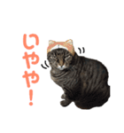 仲良し猫のロコモコとチヂミ【関西弁】（個別スタンプ：34）