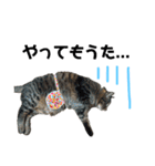 仲良し猫のロコモコとチヂミ【関西弁】（個別スタンプ：35）