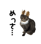 仲良し猫のロコモコとチヂミ【関西弁】（個別スタンプ：36）