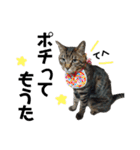 仲良し猫のロコモコとチヂミ【関西弁】（個別スタンプ：37）