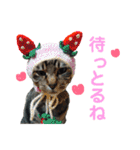 仲良し猫のロコモコとチヂミ【関西弁】（個別スタンプ：40）