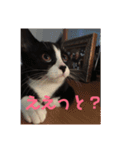 はなくろ ハチワレ金ちゃんパワー2（個別スタンプ：1）