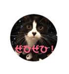 はなくろ ハチワレ金ちゃんパワー2（個別スタンプ：4）