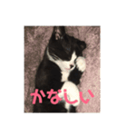 はなくろ ハチワレ金ちゃんパワー2（個別スタンプ：6）