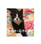 はなくろ ハチワレ金ちゃんパワー2（個別スタンプ：7）