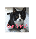 はなくろ ハチワレ金ちゃんパワー2（個別スタンプ：8）