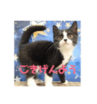 はなくろ ハチワレ金ちゃんパワー2（個別スタンプ：9）