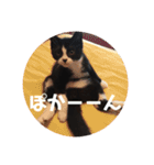 はなくろ ハチワレ金ちゃんパワー2（個別スタンプ：10）