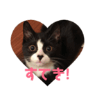 はなくろ ハチワレ金ちゃんパワー2（個別スタンプ：11）