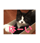 はなくろ ハチワレ金ちゃんパワー2（個別スタンプ：14）