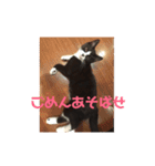 はなくろ ハチワレ金ちゃんパワー2（個別スタンプ：15）