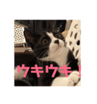 はなくろ ハチワレ金ちゃんパワー2（個別スタンプ：16）