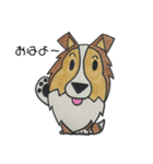 うちのシェルティー（個別スタンプ：1）