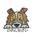 うちのシェルティー（個別スタンプ：4）
