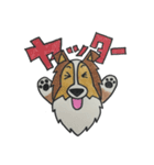 うちのシェルティー（個別スタンプ：12）