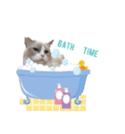 ノルウェージャン×ラグドール2（個別スタンプ：3）