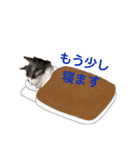 ノルウェージャン×ラグドール2（個別スタンプ：9）