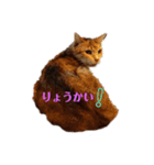 我が家の可愛いネコたち。2（個別スタンプ：4）