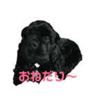 アメコカブラック ぽろん君（個別スタンプ：5）