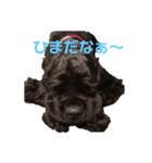 アメコカブラック ぽろん君（個別スタンプ：6）