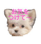 ふうちゅけねぇね（個別スタンプ：3）