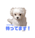 ふうちゅけねぇね（個別スタンプ：5）