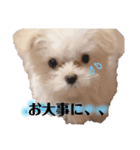 ふうちゅけねぇね（個別スタンプ：11）