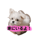 ふうちゅけねぇね（個別スタンプ：14）