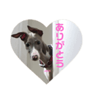 ジャックの挨拶（個別スタンプ：4）