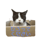 ピノとあんこ（ネコ）（個別スタンプ：3）