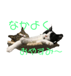 ピノとあんこ（ネコ）（個別スタンプ：4）