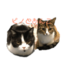 ピノとあんこ（ネコ）（個別スタンプ：8）
