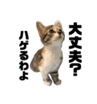 うちのニャンコさん達（個別スタンプ：1）