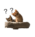 うちのニャンコさん達（個別スタンプ：2）