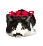 うちのニャンコさん達（個別スタンプ：4）