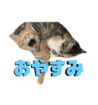 うちのニャンコさん達（個別スタンプ：18）