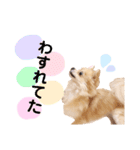 ひまわりスタンプ♡（個別スタンプ：5）