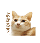 久野ネコちゃっぴー（個別スタンプ：1）