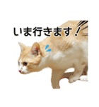 久野ネコちゃっぴー（個別スタンプ：2）